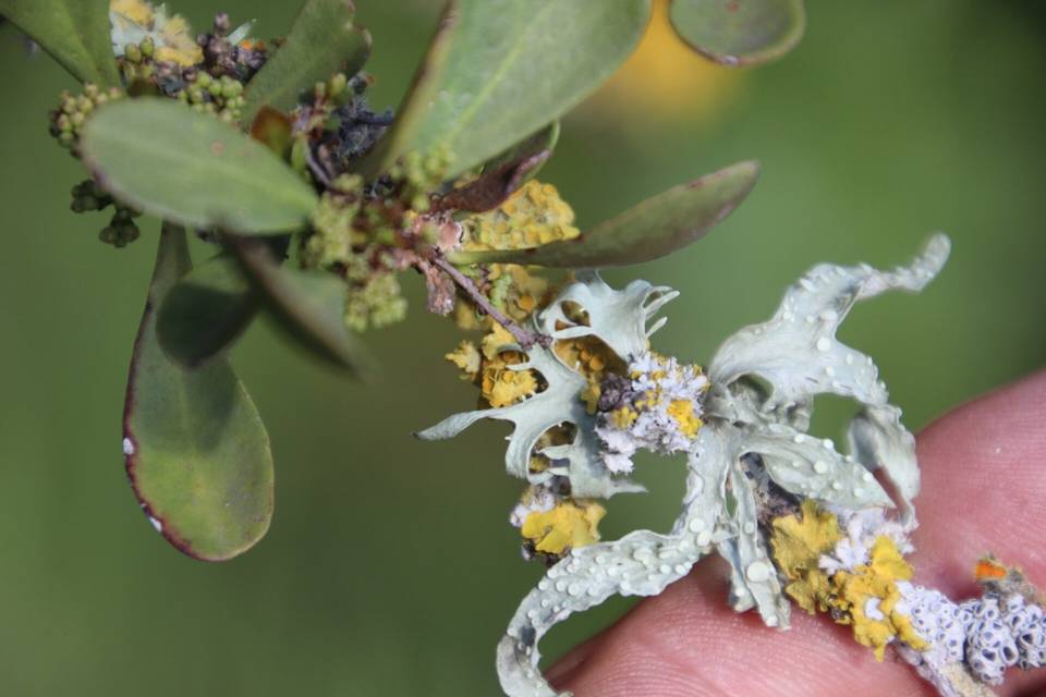 Hooded Rosette Lichen (Physcia adscendens)