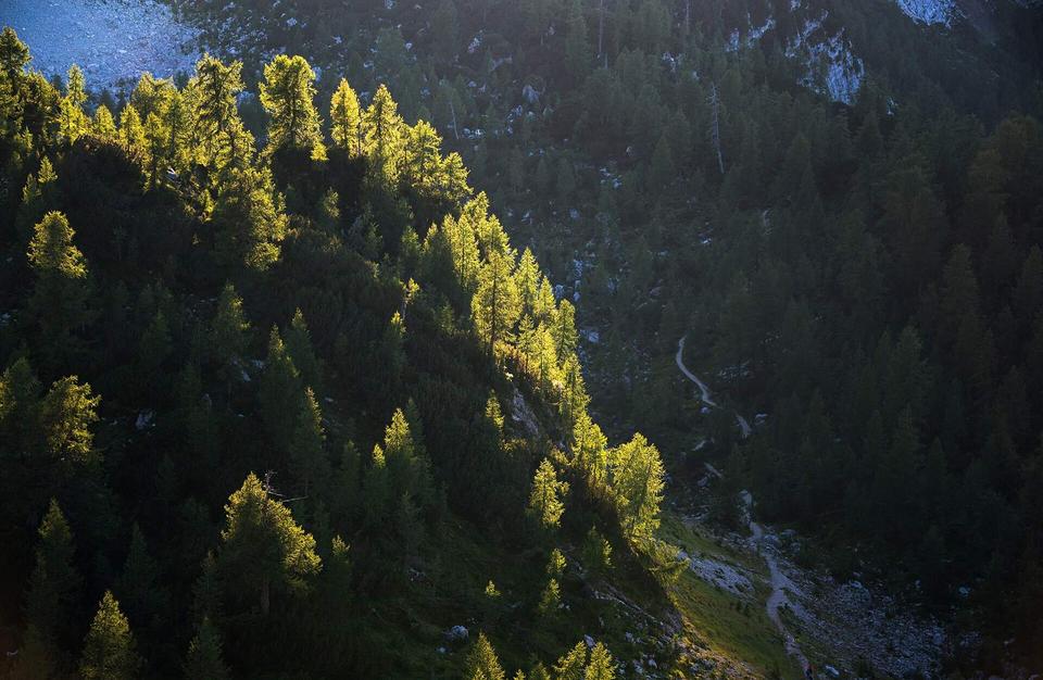 Sunset light in the larches forest.