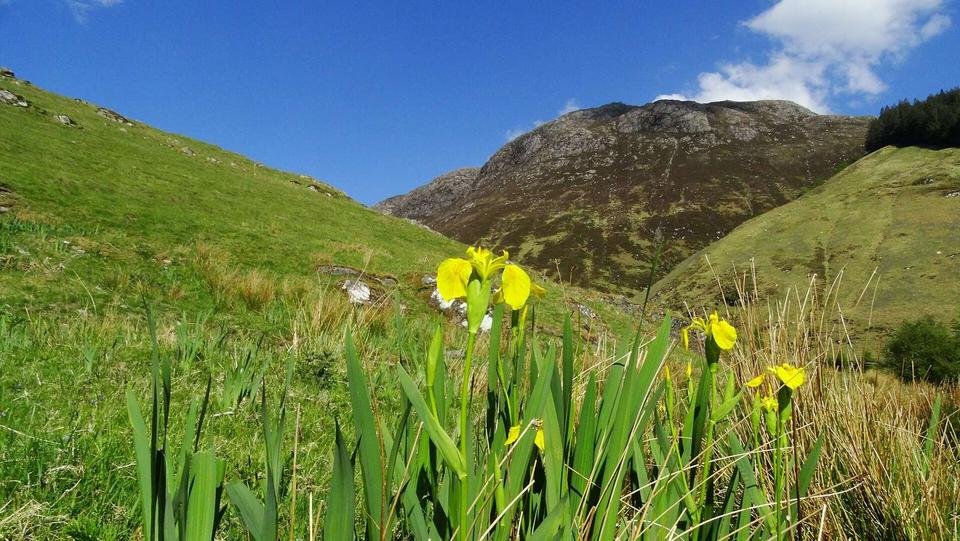 Yellow flags by sheepfold, An Leth-allt above (Loch Duich)