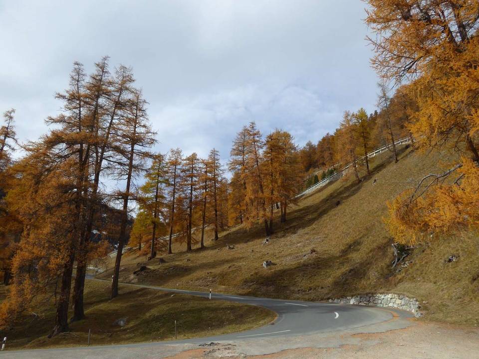 Europäische Lärche Larix decidua am Albulapass, La-Punt, Kanton Graubünden, Switzerland