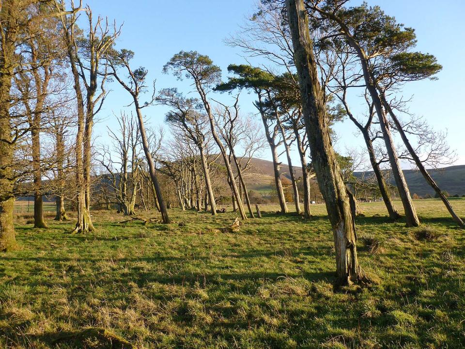 Trees by the Lochlyoch Burn