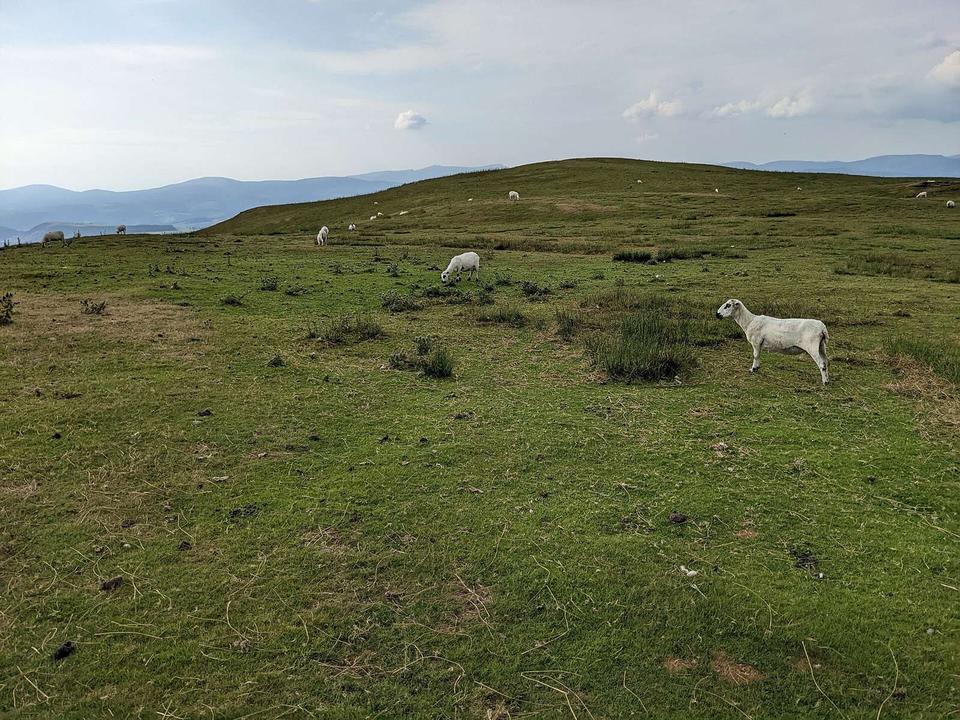 Grazing sheep on Rhiw Fawr