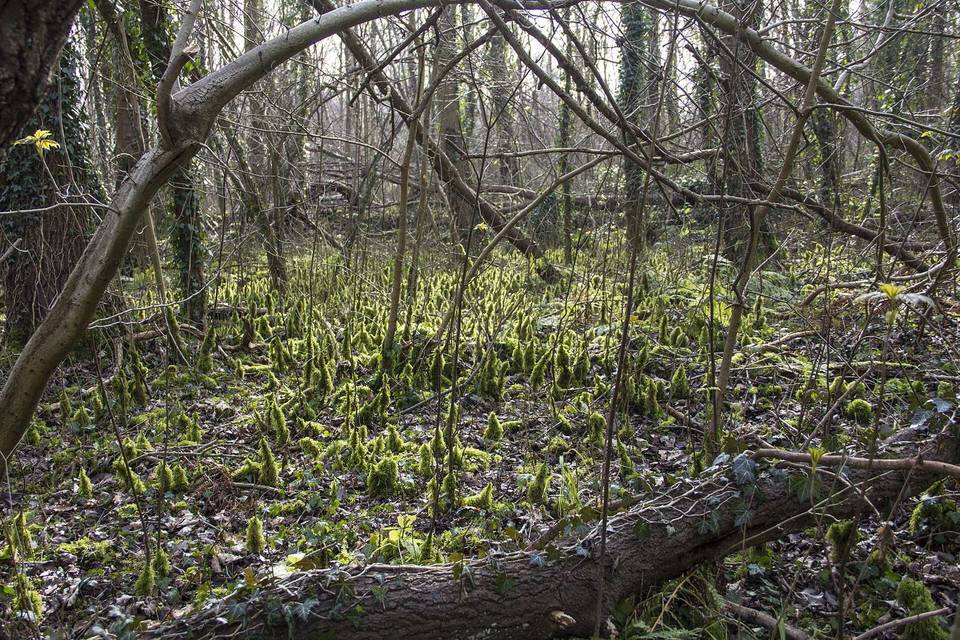 The site of the former J C Edwards brickworks