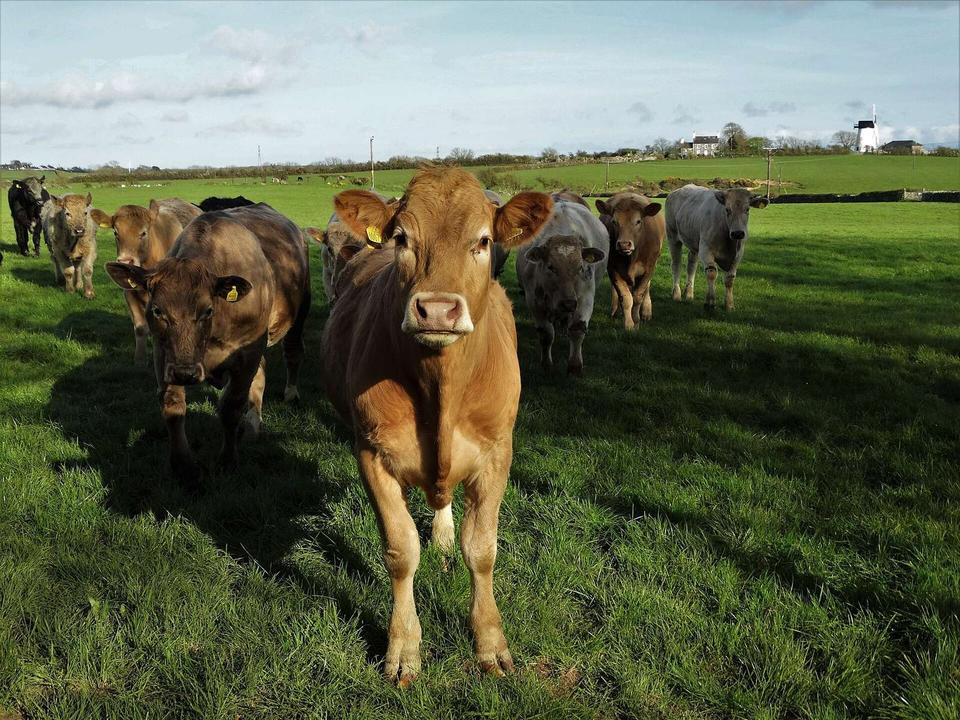 Inquisitive bullocks west of Llynnon Mill
