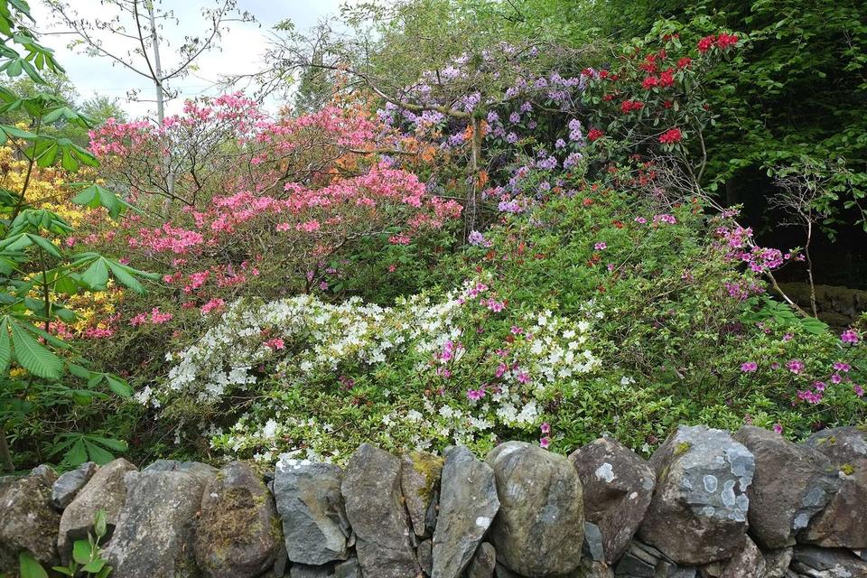 Newton Stewart in Bloom 10