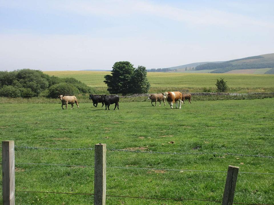 Cattle near Longyester