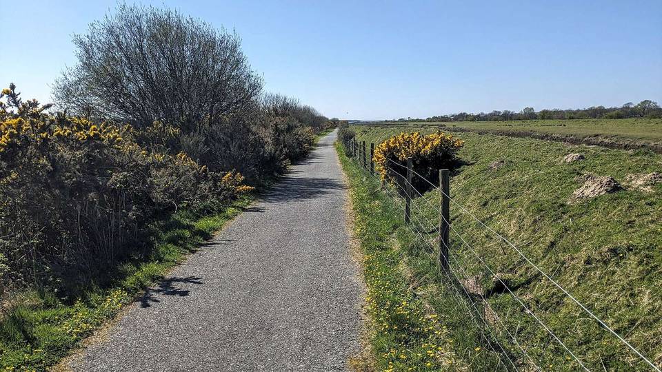 Gorse in bloom beside the track
