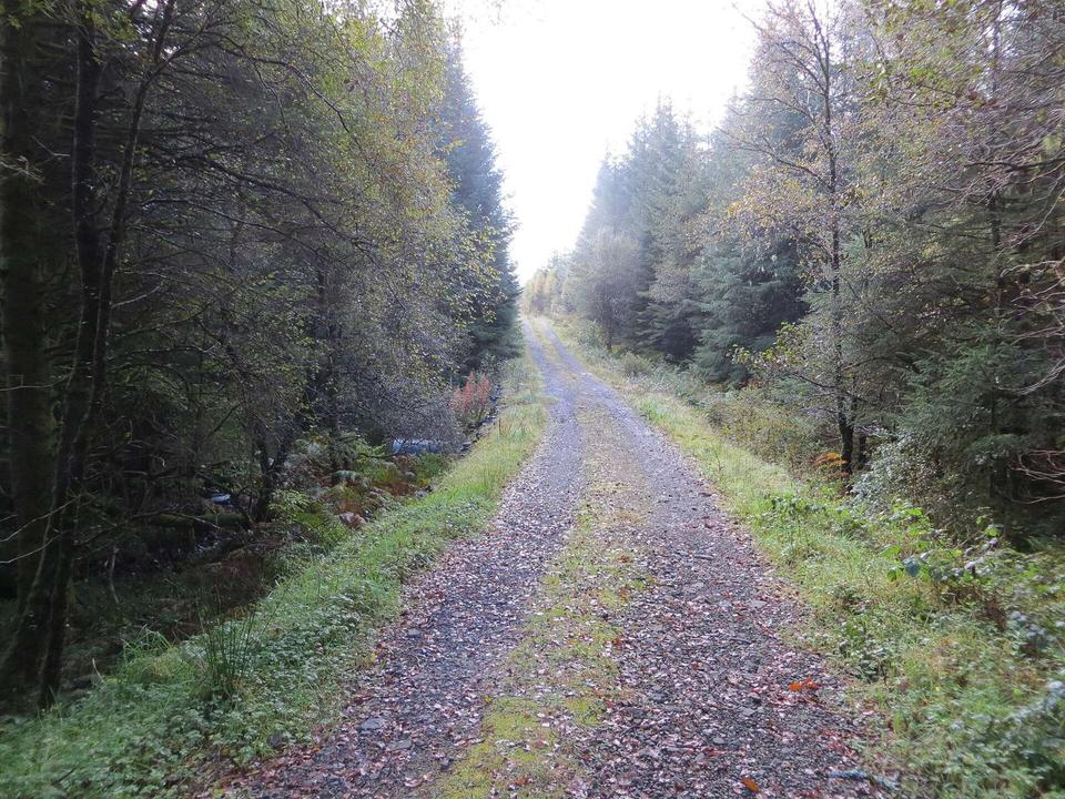 Inverinan Forest - Druimdarroch North track