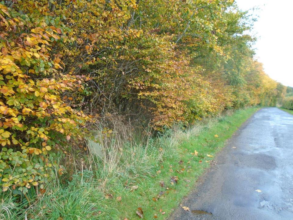 The milestone on the minor road almost opposite the entrance to Newbiggin Bush south of Oxnam can just be seen in the vegetation and beech hedge. This area of The Borders was, prior to the 1970s, Roxb