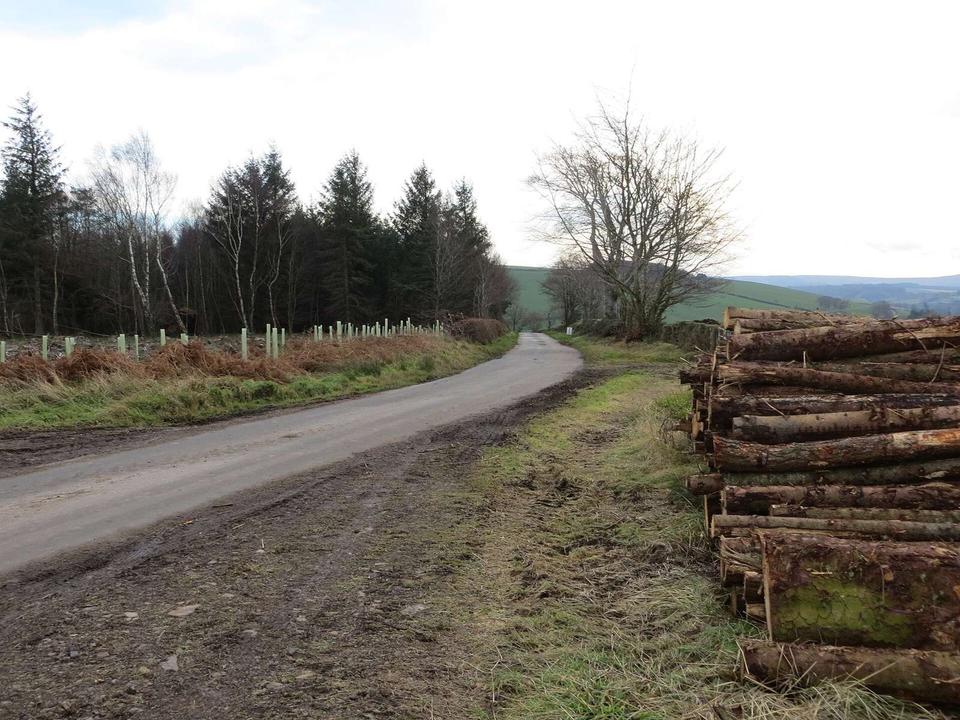 Harvested timber awaiting beside a road near to Mossburnfoot for onward transportation