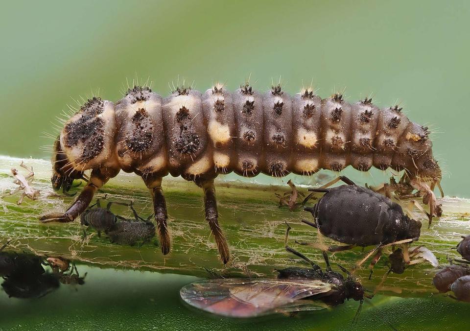 Larva reared but died before reaching adult stage...
