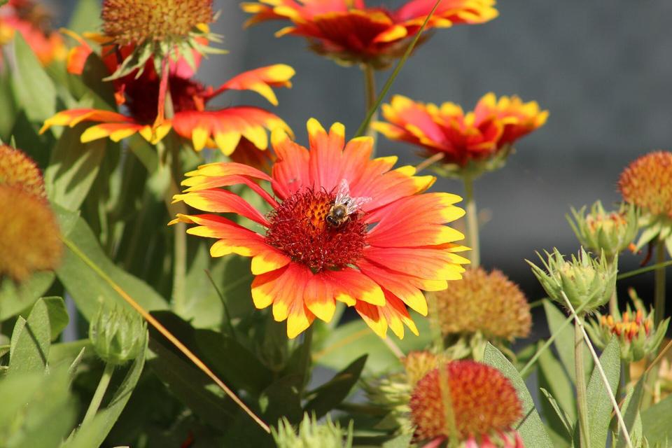 Apis mellifera on a Gaillardia pulchella near Saint-Martin-Vésubie, France.