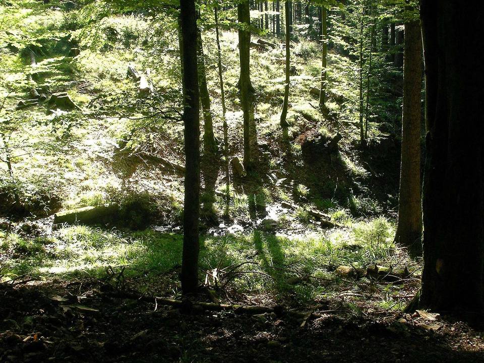 Forêt au col du Donon à Grandfontaine (Bas-Rhin, France).