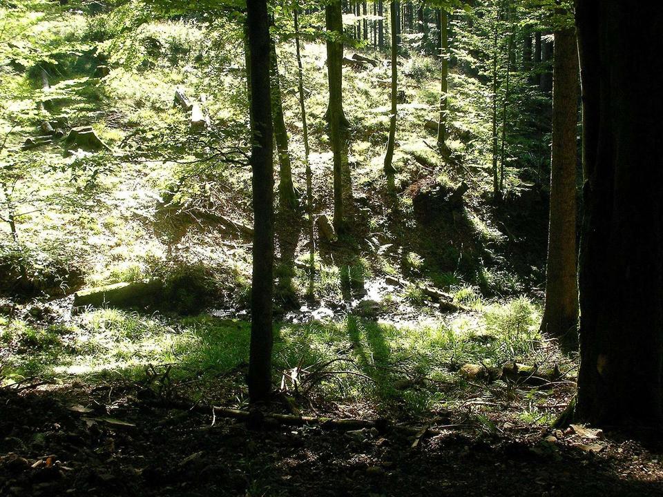 Forêt au col du Donon à Grandfontaine (Bas-Rhin, France).