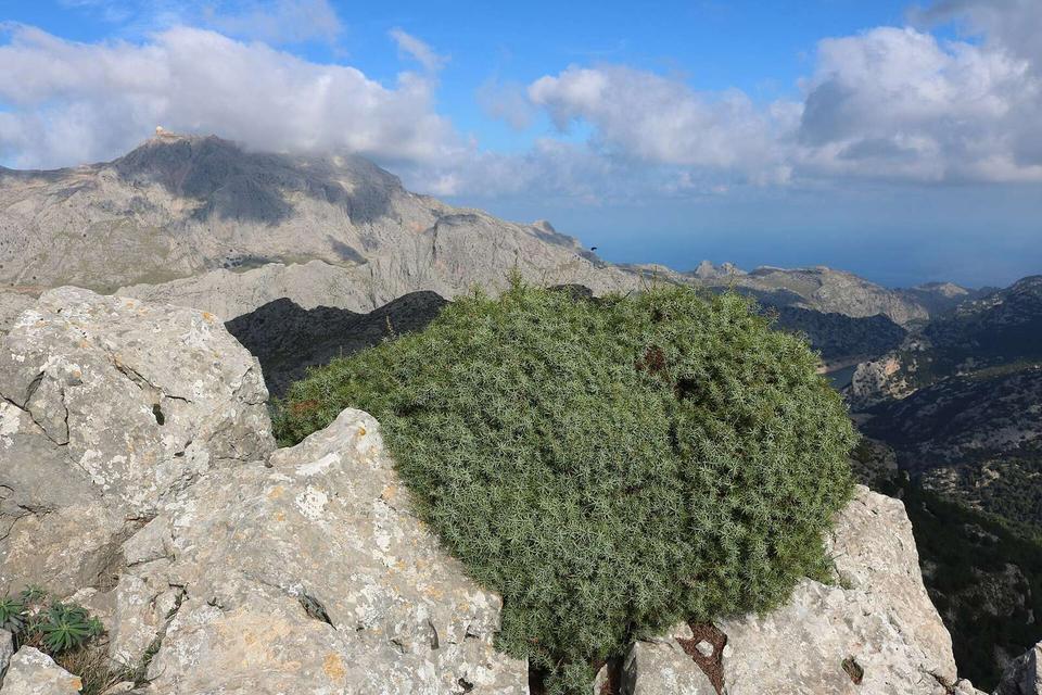 Stechwacholder, im Hintergrund der Puig Major