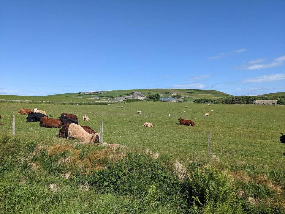 Relaxing cattle and sheep at Woodwick